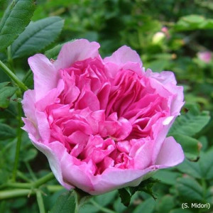 ROSIER buisson R roxburghii...