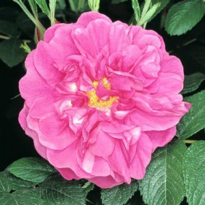 ROSIER buisson R rugosa hansa