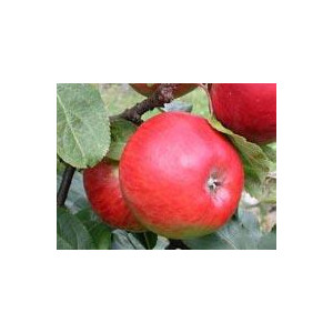 POMMIER Cabassou