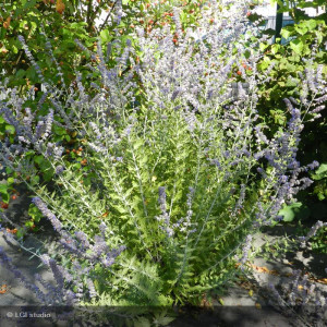 PEROVSKIA atriplicifolia...