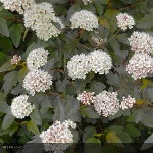 PHYSOCARPUS opulifolius...