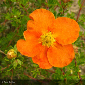 POTENTILLA fruticosa Tangerine