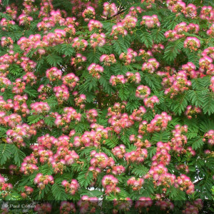 Albizia julibrissin