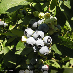 VACCINIUM corymbosum Blue Roma