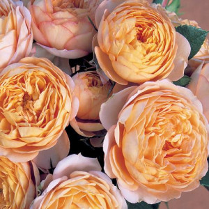 ROSIER buisson Baby Romantica