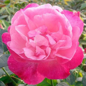 ROSIER buisson Sophie's...