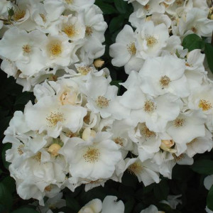ROSIER grimpant Sally Holmes