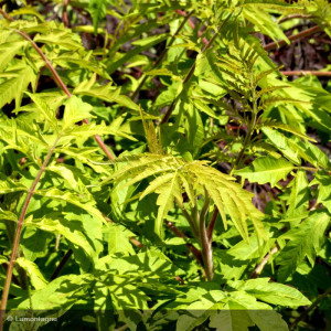 Rhus typhina TIGER EYES