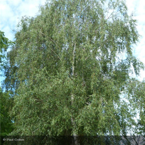 BETULA verrucosa