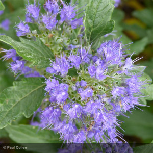 CARYOPTERIS x clandonensis...