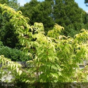 SAMBUCUS nigra Golden Tower