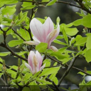 MAGNOLIA Soulangiana