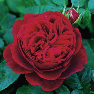 ROSIER buisson L. D....