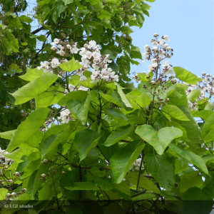 CATALPA bignonioides
