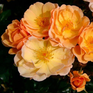 ROSIER buisson Amber Sun