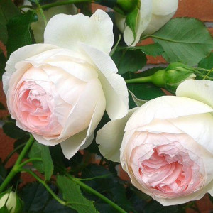 ROSIER grimpant Palais Royal