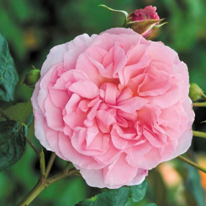 ROSIER grimpant Strawberry...