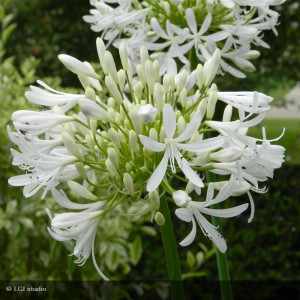 Agapanthus umbellatus Albus