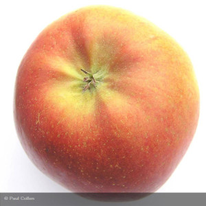 POMMIER Melrose