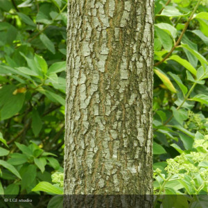 QUERCUS coccinea
