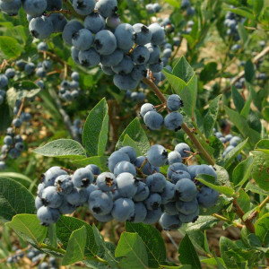 VACCINIUM corymbosum Elliot