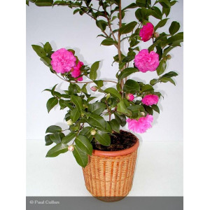 Camelia japonica Debbie