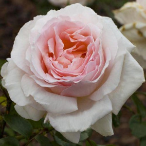 ROSIER grimpant Andre le Nôtre