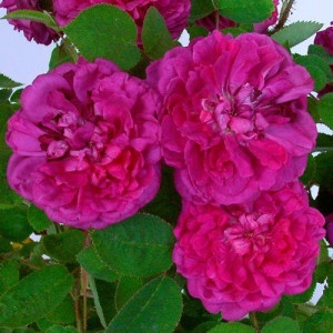 ROSIER buisson Eugenie...