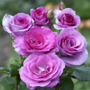 ROSIER grimpant Violette...