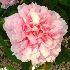 ROSIER buisson Jacques cartier