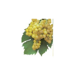 VIGNE Exalta