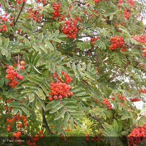 SORBUS aucuparia