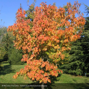 ACER ginnala