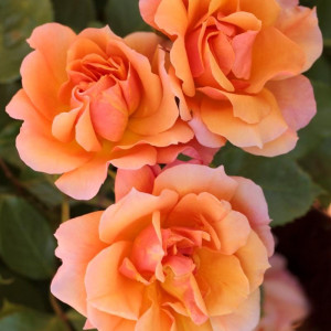 ROSIER buisson Tequila
