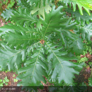 QUERCUS frainetto
