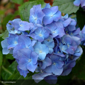 HYDRANGEA macrophylla...