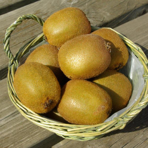 KIWI Hayward