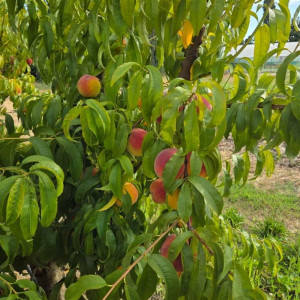 PECHER jaune de vigne jaune