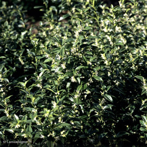 SARCOCOCCA confusa