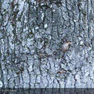 QUERCUS pubescens