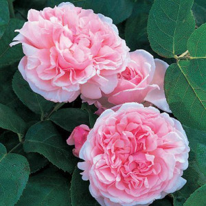 ROSIER grimpant St. Swithun