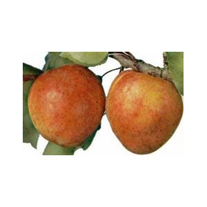ABRICOTIER Paviot