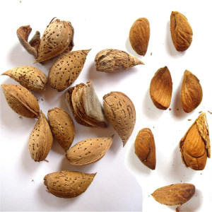 AMANDIER Ardéchoise