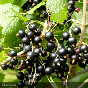 CASSISSIER autofertil Black...
