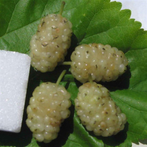 MûRIER blanc Badena tut