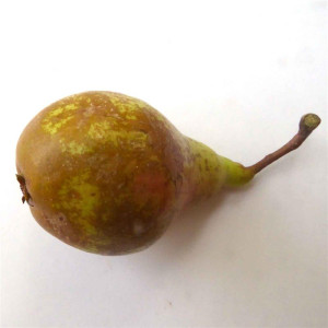 POIRIER Epine du Mas