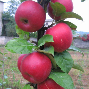 POMMIER Cardinal rouge