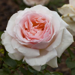 ROSIER buisson Andre le Nôtre