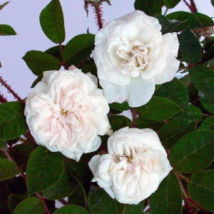 ROSIER buisson Blanche moreau