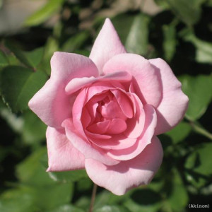 ROSIER buisson Bonica